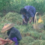 视频丨岁岁年年 又见拾穗人