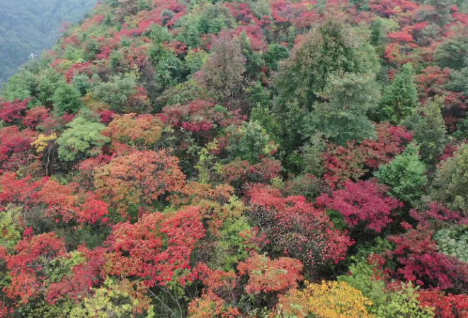 航拍深秋丨是端庄的绿林 着上大气的红装