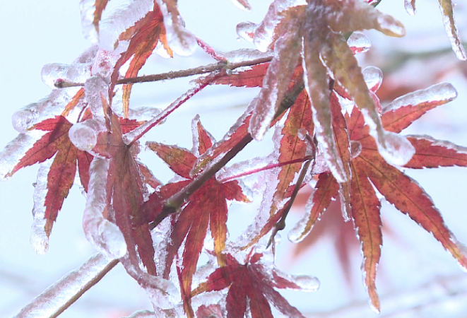 冬日湖湘——是冰枫绚烂亮晶晶