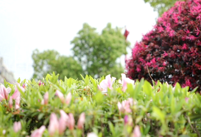 新田神往处⑦——春意盎然在身边