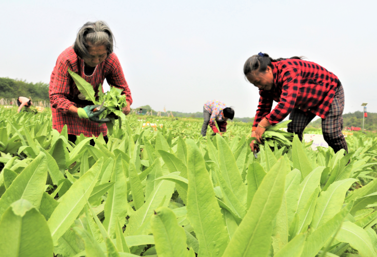 道县：蔬菜采摘忙 直供大湾区