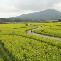 航拍丨仙子脚下 油菜花开成海