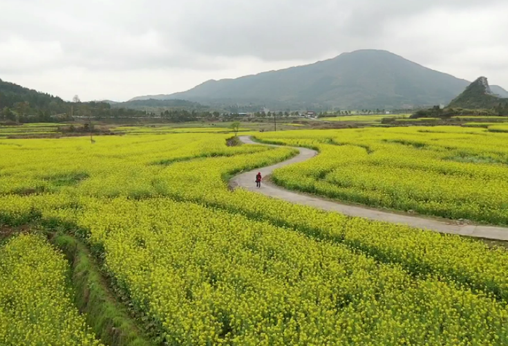 航拍丨仙子脚下 油菜花开成海