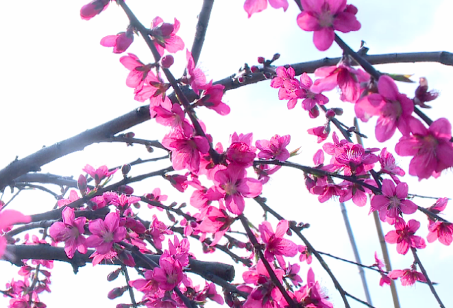 新二十四番花信风⑫：满园桃花始盛开