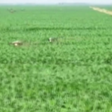 在希望的田野上·三夏时节 | 农资供应充足 夏管综合服务促增产