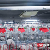 湖南端午货源供给充盈,民生物价稳定