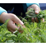 赏春不伤春，路边的野菜你不要采