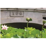 玄武湖并蒂莲被偷采：请善待邂逅到的美丽