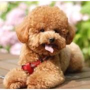 毒杀22只宠物犬获刑，板子不能全打在他身上