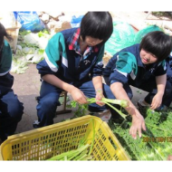 学校期末分发青菜，带给我们的教育启示