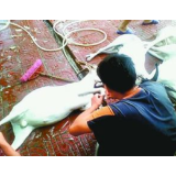 “注水羊肉”背后，必定有“注水监管”