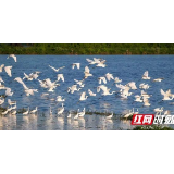 评论|笔短情长,述说新时代的洞庭故事