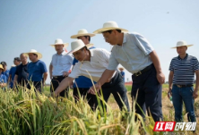 教授和研究生齐聚大通湖 促进粮食生产