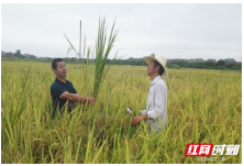 醴陵：水稻品种哪个强，田间 “盲评”说了算