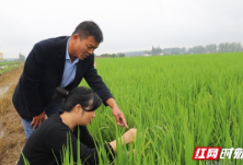 加深水 施叶面肥 益阳大通湖积极应对晚稻“寒露风”