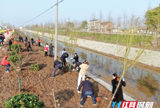 大通湖区绿化五年行动计划启动：种下桃树、垂柳和红叶石楠