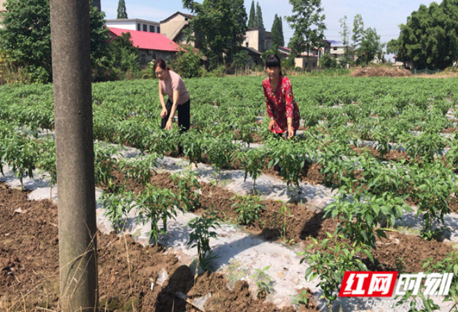 朱艳平：脱贫攻坚路上的巾帼英豪