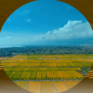 “欢度国庆·丰收图景”主题报道｜农田秋收好光景