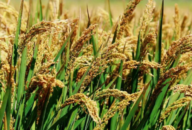 黑龙江孙吴：国庆迎丰收