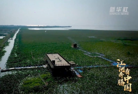江河奔腾看中国·淮河行丨“大湖鸿雁”唐真亚：见证淮河流域巨变