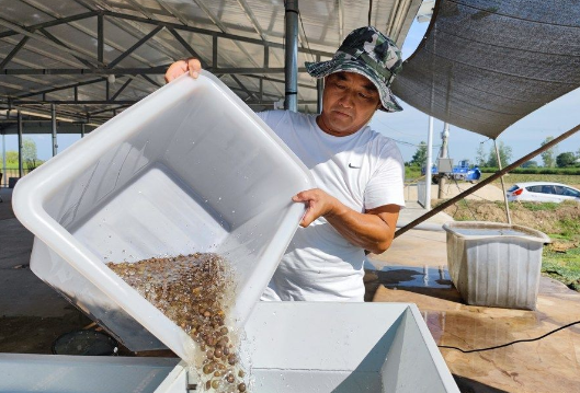江河奔腾看中国丨淮河蓄洪区芡实种植户的新生活