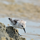 人鸟和谐共生 广西北海银滩迎来大批候鸟过冬
