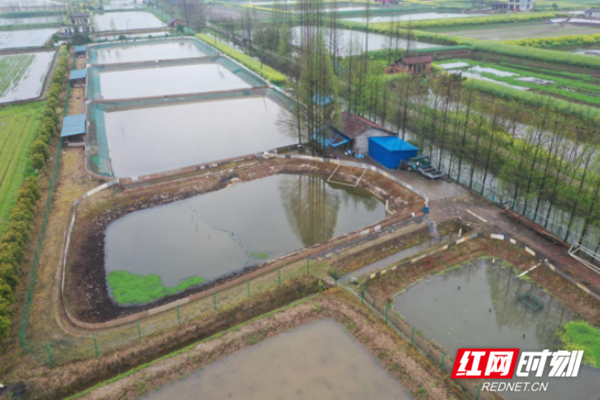 南县三仙湖镇：发展龟鳖养殖产业，铺就致富路
