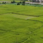 在希望的田野上·三夏时节丨不误农时促夏管 夯实粮食稳产基础