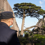 收到总书记回信的黄山守松人胡晓春，有怎样的故事？