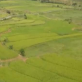 我国农业科技进步贡献率超过61%，农作物种源自给率超过95%——  更多乡亲挑上“金扁担”