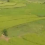 各地多措并举保秋粮生产