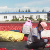 在希望的田野上 | 新疆多地迎丰收 戈壁荒滩变生态“聚宝盆”