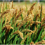 “漫”说丰收丨秋粮已收获28.7%！全国各地“丰”景如画