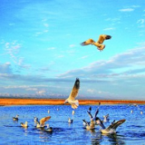 巩固拓展生态保护和环境治理成效 ——青海省湖泊型国家公园建设的探索实践