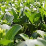 国庆市场物丰价稳供应充足