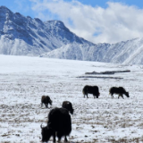 西藏措美迎初雪 银装素裹美如画