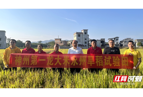 每亩理论测产达400公斤以上！永州“旱作水稻”试验达到预期目标