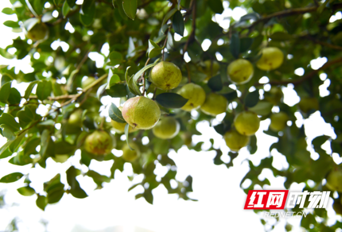 栽好油茶树 种出致富林——浏阳市镇头镇开展志愿植树活动