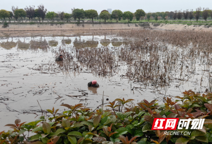 “湘”村振兴新图景丨益阳大通湖区：自主培育 打造10里花海长廊