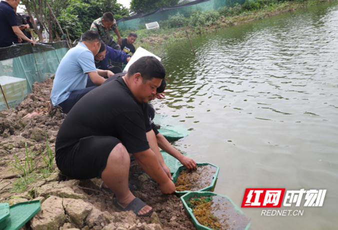 300万只澳洲淡水龙虾落户大通湖