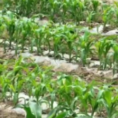 科技赋能助夏管 智慧农业保丰收