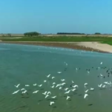 这里为何被誉为“候鸟天堂”?走进洞庭湖湿地的鹭鸟巢区