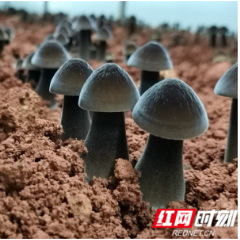 心中有“蔬” | 雨湖区李贯虹：“小蘑菇”打开绿色食品大天地