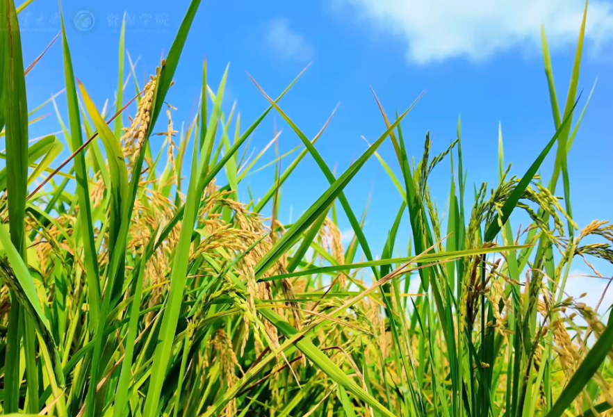 36年前，农大为湖南培养了第一批土地资源管理专业人才