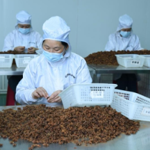 新时代中国调研行之看区域·西部篇丨老区焕发“新”动能——左右江革命老区振兴见闻