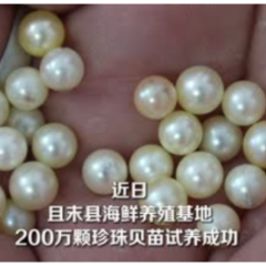 塔克拉玛干沙漠产珍珠了！200万颗贝苗试养成功