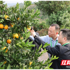 湖南省柑橘病虫害绿色防控与统防统治融合推进会在芷江举行