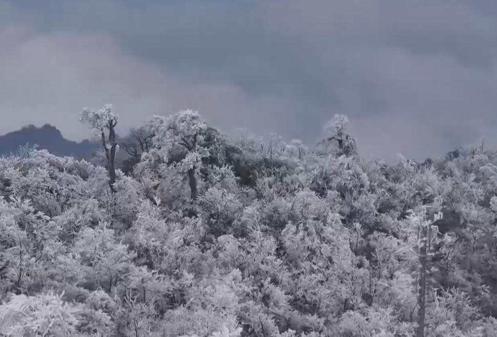 张家界：雪后雾凇 琼枝玉叶美不胜收