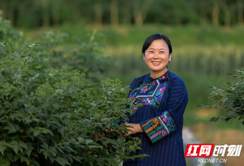 乡村追梦人 | 向珍慧：种好药、开良方，“滋补”花垣振兴路