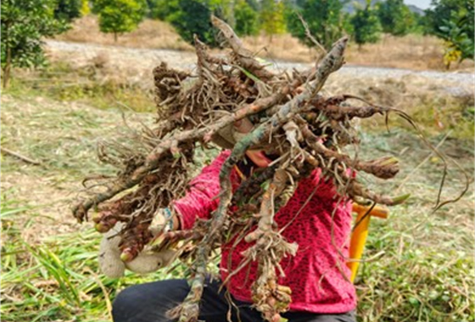 乡村追梦人 | 游婕：“野草”华丽转身，石菖蒲化身乡村“致富草”